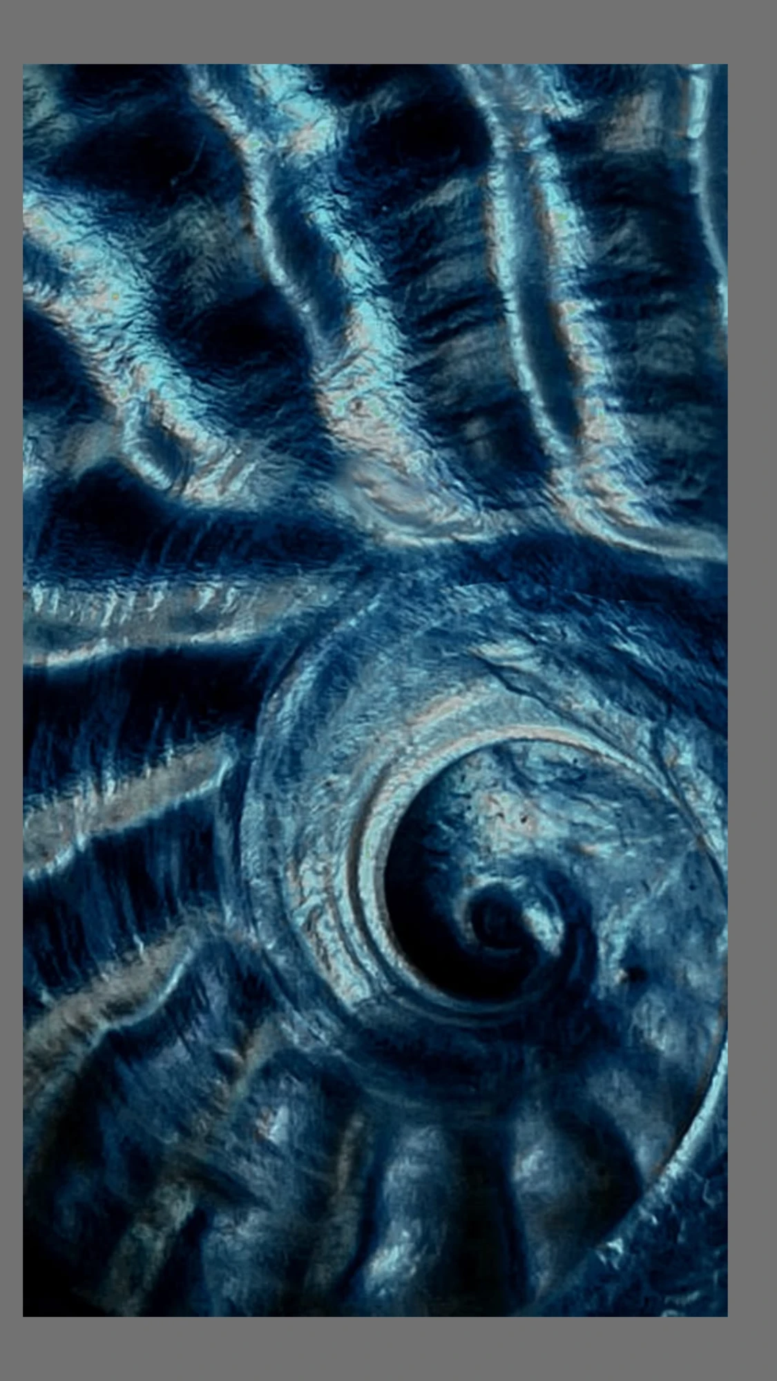 La spirale d'une coquille, en gros plan.